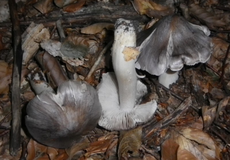 Un Tricoloma pardinum bello tosto !!